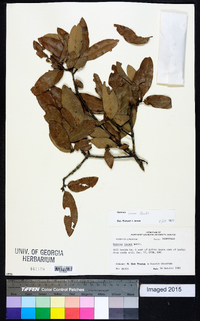 Quercus incana image