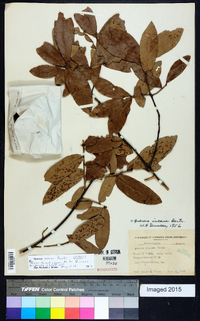 Quercus incana image