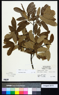 Quercus incana image