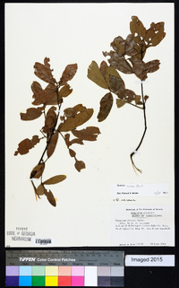 Quercus incana image