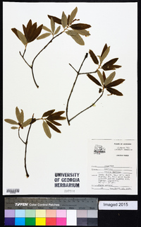 Quercus incana image