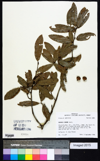 Quercus incana image