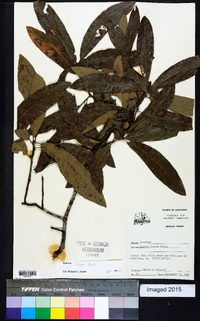 Quercus incana image