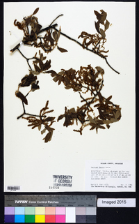 Quercus incana image