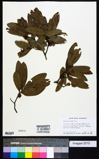 Quercus incana image