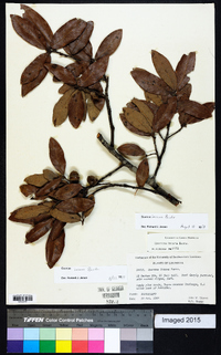 Quercus incana image