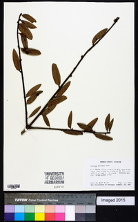 Quercus inopina image