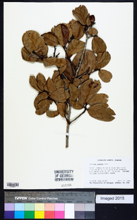 Quercus inopina image