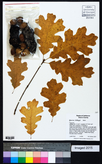 Quercus kelloggii image