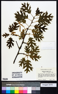 Quercus kelloggii image