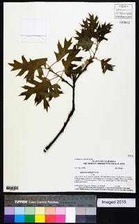 Quercus kelloggii image