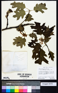 Quercus kelloggii image