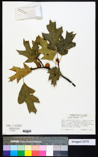 Quercus kelloggii image