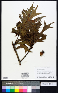 Quercus laevis image