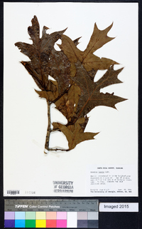 Quercus laevis image