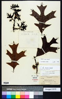 Quercus laevis image