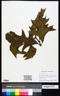 Quercus laevis image