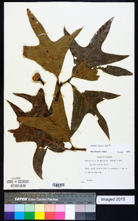 Quercus laevis image