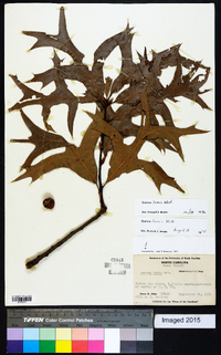 Quercus laevis image