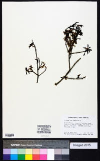 Quercus laurifolia image