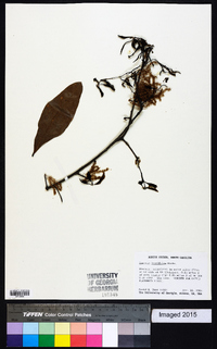 Quercus laurifolia image