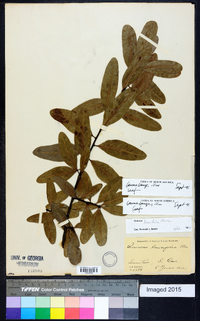 Quercus laurifolia image