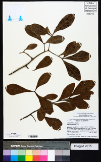 Quercus laurifolia image