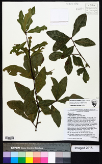 Quercus laurifolia image