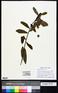 Quercus laurifolia image