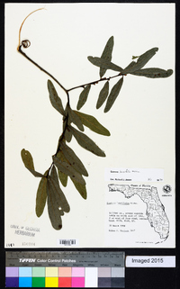 Quercus laurifolia image