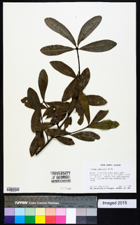 Quercus laurifolia image