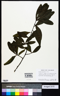 Quercus laurifolia image