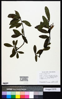 Quercus laurifolia image