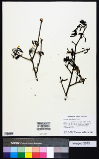 Quercus laurifolia image