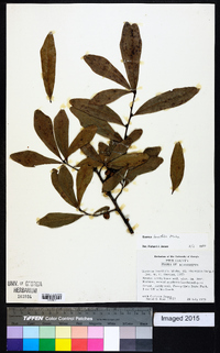 Quercus laurifolia image