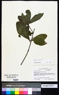 Quercus laurifolia image