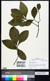 Quercus laurifolia image