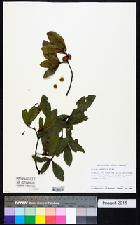 Quercus laurifolia image