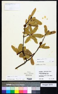 Quercus laurifolia image