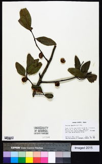 Quercus laurifolia image