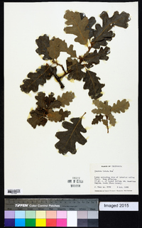 Quercus lobata image