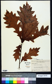 Quercus lyrata image