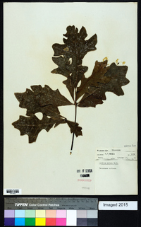 Quercus lyrata image