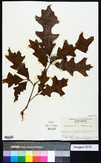 Quercus lyrata image