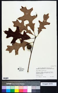 Quercus lyrata image