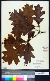 Quercus lyrata image