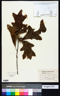 Quercus lyrata image