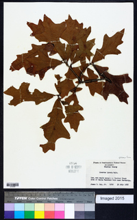 Quercus lyrata image