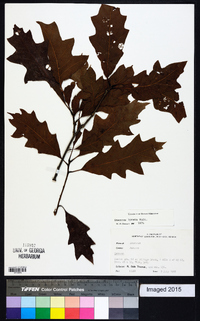 Quercus lyrata image