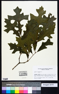 Quercus lyrata image